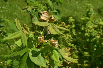gold tree with a disease on the leaves