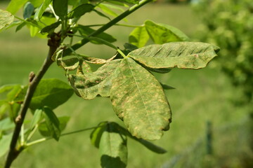 Fototapeta premium gold tree with a disease on the leaves