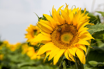 close-up of Sunny flowers