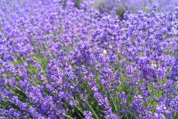 Purple flowers of young lavender on green stems
