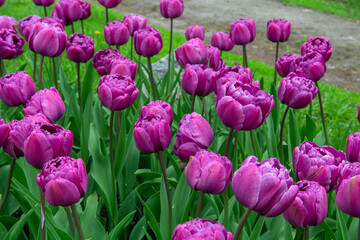 tulips in the garden