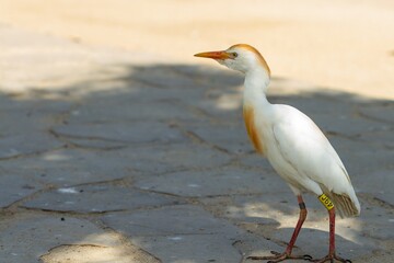 Bubulcis ibis, a white wading bird with a yellowish bill and a leg band.
