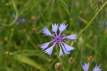 fleurs © Fred