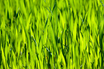 European agricultural technologies