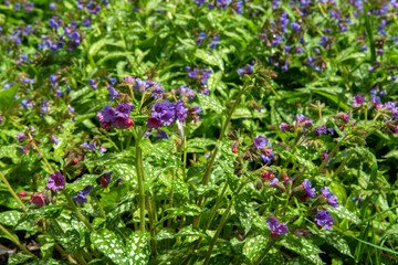 Obraz premium Pulmonaria flowers.