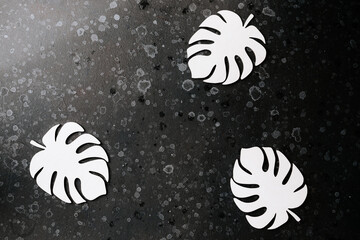 artificial white monstera leaves on a black background. space for text