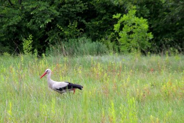 Obraz premium white stork in a meadow