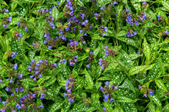 Honeydew flower with blue lilac flowers and variegated leaves close-up. Pulmonaria flowers.
