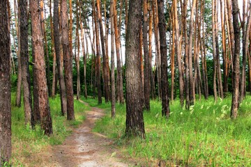 Fototapeta premium path in the forest