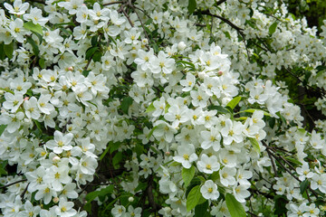 white apple flowers of a tree