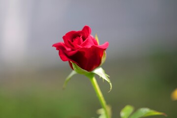 single red rose