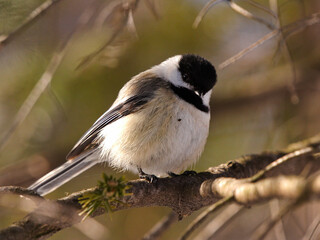 Chickadee on a branch