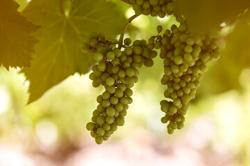 Fototapeta premium Detail of clusters of Alvarinhas grapes still unripe, 2 months to go before the harvest.