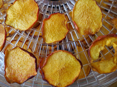 round yellow peach chips during dehydrator drying . top view. healthy sweets