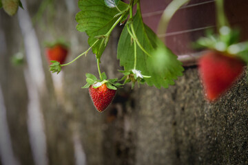 Strawberry detail in organic production.