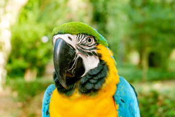 Beautiful domestic macaw looking at the camera. Green forest background.