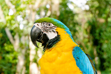 Beautiful domestic macaw looking at the camera. Green forest background.
