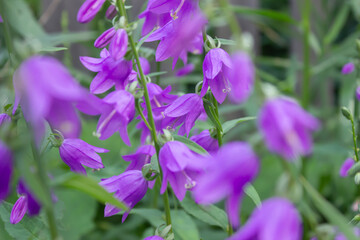 Bush of purple flowers campanula close-up