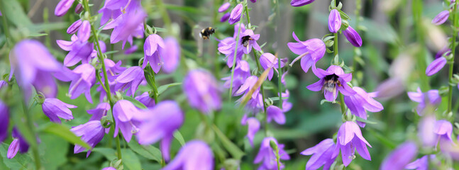 Bees fly near a bush with purple campanula flowers