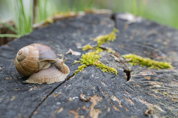 Schnecke auf einem Baumstrunk mit Moos