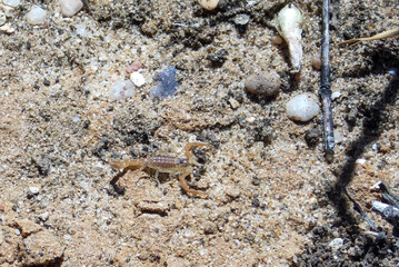 Little Scorpion in Sagres, Portugal