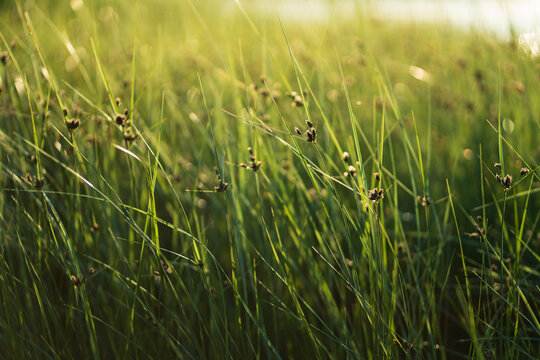 Fresh green coastal grass sedge with lush long leaves moving by wind on the beach over sunset sky. Summer background. 