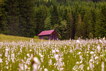 Allgäu - Stadel - Wollmoosgraß - Frühling - malerisch