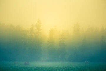 Sunlight shining through mist and trees during a summer sunrise. Summertime scenery of Northern Europe.