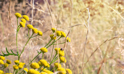 The medicinal plant tansy grows in the field. Useful wildflowers
