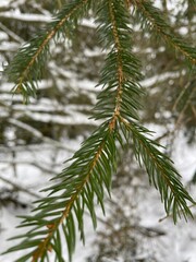 Obraz premium branches