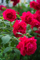 Red rose flower blooming in roses garden on background red roses flowers in summer