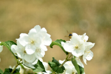 White flowers of the Chubushnik lat. Philadélphus is a genus of shrubs in the Hydrangea family Hydrangeaceae.