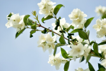 White flowers of the Chubushnik lat. Philadélphus is a genus of shrubs in the Hydrangea family Hydrangeaceae.