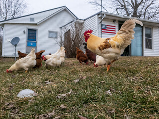 Rooster with hens in front of house