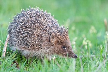 European Hedgehog Erinaceus europaeus in the wild © Tatiana