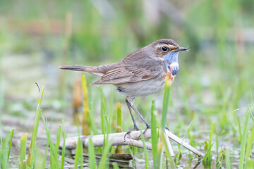 Birds Bluethroat Luscinia svecica in the habitat