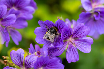 bumblebee feeding on purple geranium flower in summer cottage garden - Powered by Adobe