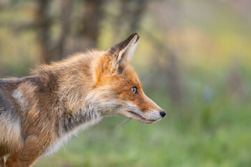 Naklejka na ściany i meble Portrait of a red fox Vulpes vulpes in the wild