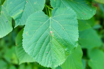 A close view of the bright green leaf on the tree.