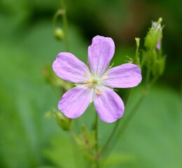 A close view of the small purple flower in the garden.