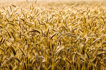 yellowing wheat in summer