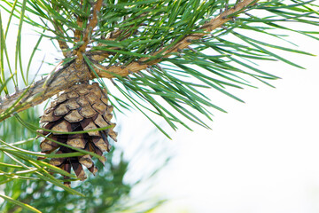 pine cone in a Pine Tree. Pinus. Isolated pine. Pine branch with cones isolated on light natural...