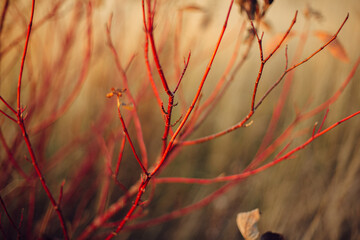 Red branches in autumn field in sunny light. Red twig dogwood, rose or willow red twigs in fall meadow in evening sunlight. Tranquility