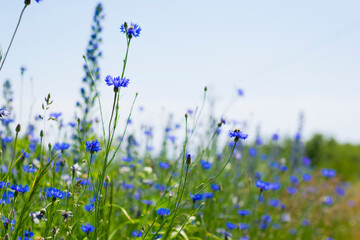 Cornflower, Centaurea cyanus Rare flower of Arable Fields. blue wildflowers, natural floral background. Wild flowers, close-up, blurred background. summer meadow flower, blooms beautifully in blue.