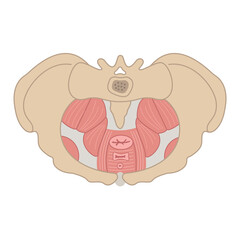 Pelvic floor flat illustration. Bone structure, muscles, prolapse. Women reproductive health. Can bes used for topics like medicine, fitness, human body 