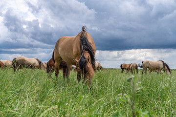 Horse breed 