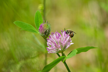 bee at work on clover flower collecting pollen. bright delicate pink clover flower, honey bee....