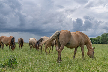 Obraz na płótnie Canvas Horse breed 
