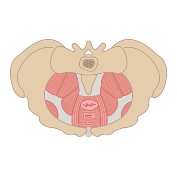 Pelvic Floor Flat Illustration. Bone Structure, Muscles, Prolapse. Women Reproductive Health. Can Bes Used For Topics Like Medicine, Fitness, Human Body 