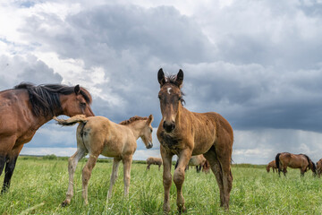 Horse breed 